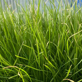 Green Uncoated Lawn Seed - Burnet's BOST20B Boston (20kg)