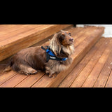 Dog Harness Ezydog PersonalisEzydog Label