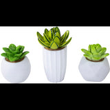 Aquatic Ornament Succulent Resin Kit