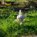 Magic Rabbit Ili Pika Rabbit - Small - Wonderlings