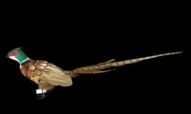Lifelike 18" Long Tailed Pheasant ornament featuring vibrant feathers, perfect for decor or as a unique gift.