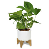 Set of 6 elegant ceramic planters with bamboo bases, perfect for enhancing indoor spaces and showcasing vibrant plants.