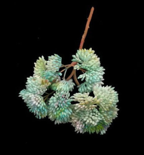 Lifelike Coral Succulent Bush, vibrant decor piece perfect for low-light spaces, requiring no maintenance or watering.