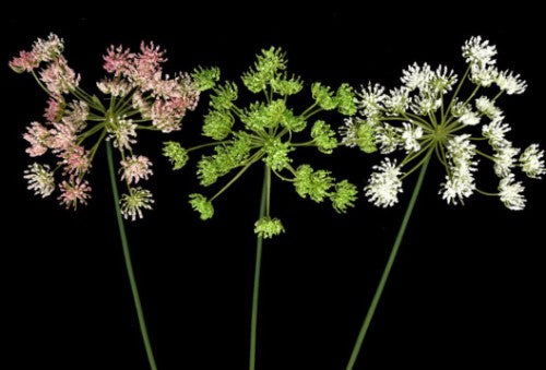 Lifelike Pink Queen Ann Lace stem with delicate lace-like petals, perfect for elegant floral arrangements and decor.