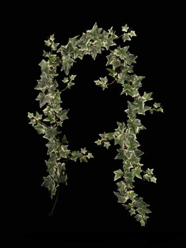 Lifelike 1.8m Jamaican Ivy garland in rich green, perfect for home decor, weddings, and floral arrangements.