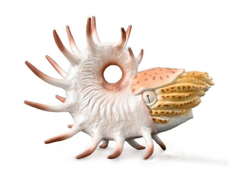 Hand-painted CollectA Cooperoceras model, 11cm x 8.3cm, vibrant detail, durable non-toxic vinyl, ideal for collectors and education.