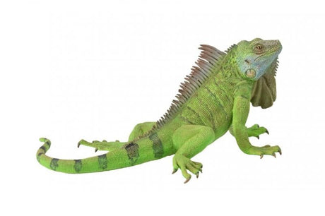 Detailed CollectA Iguana figurine, 13.8cm x 6.2cm, hand-painted, durable vinyl, perfect for collectors and educators.