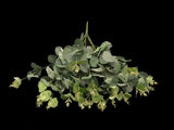 Lifelike green Eucalyptus Bunch enhances decor, perfect for arrangements or standalone display with no maintenance needed.