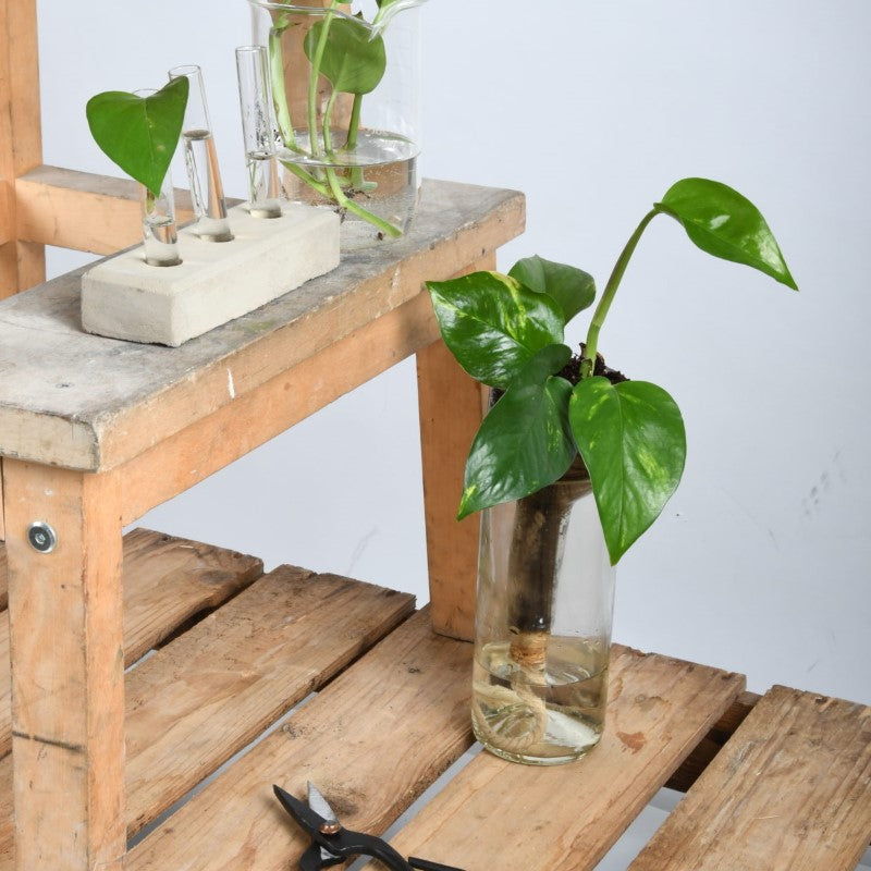 Self-watering bottle planter set of 2 in recycled glass, perfect for hassle-free indoor plant care, 7x7x22cm each.