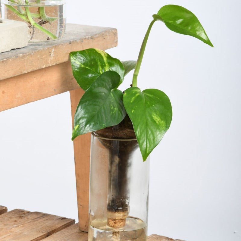 Set of 2 self-watering planters made from recycled glass, 7x7x22cm, designed for easy indoor plant care and hydration.