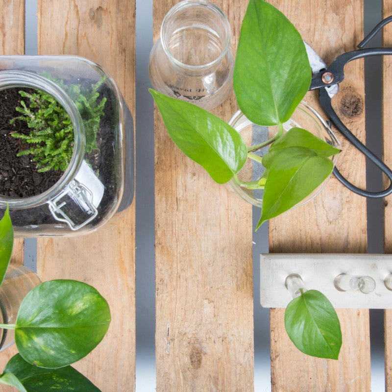 Self-watering planter bottles made of recycled glass, ideal for easy indoor plant care; set of 2, each 7x7x22cm.