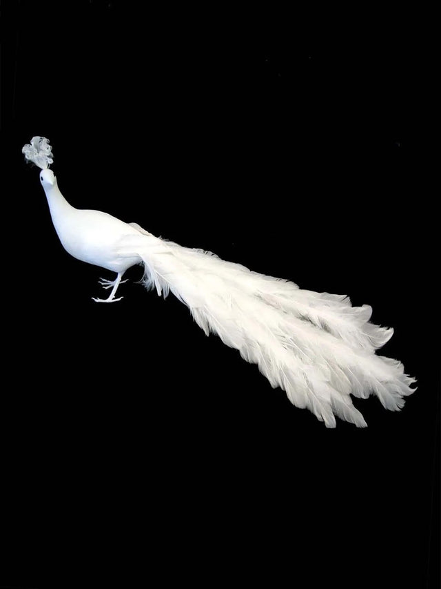 Large white feather peacock ornament, 26cm tall and 68cm long, adds elegance with intricate feather detailing.