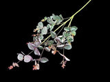 Vibrant green and red eucalyptus spray mimicking natural beauty, perfect for floral arrangements and home decor.