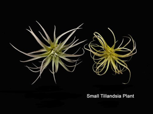 Lifelike large artificial Tillandsia plant, perfect for enhancing home decor without maintenance, 14 cm tall and 18 cm wide.