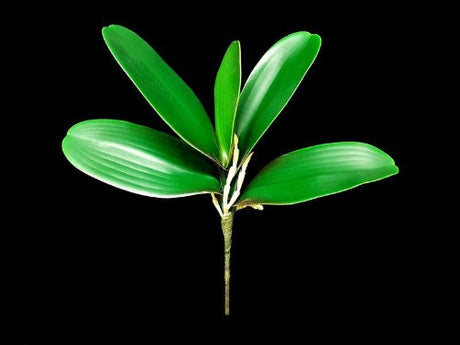 Lifelike Orchid Leaf with Roots (Type 2) for elegant floral arrangements and decor, perfect for events and home styling.