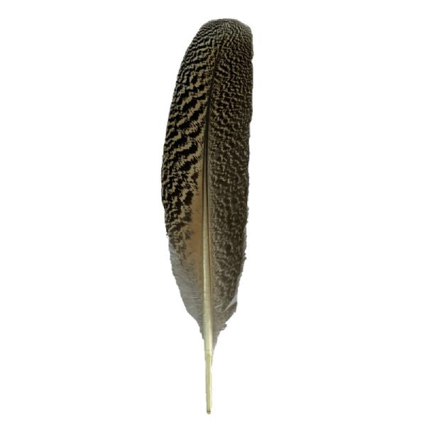 Elegant peahen feather for smudging rituals and energy cleansing, symbolizing nature and tranquility.