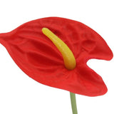 Realistic single red mini anthurium flower, 34cm tall, perfect for elegant home decor and maintenance-free arrangements.