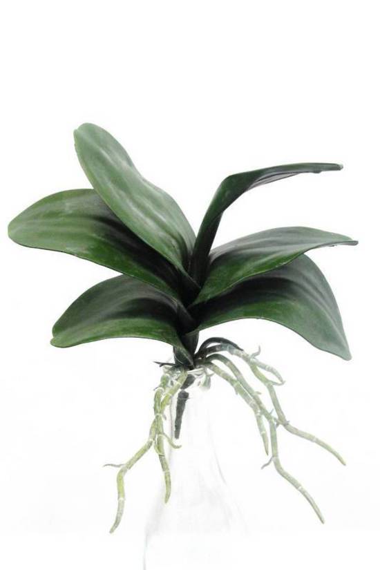 Realistic green Phalaenopsis orchid leaf, 26cm long, perfect for elegant decor and everlasting floral arrangements.
