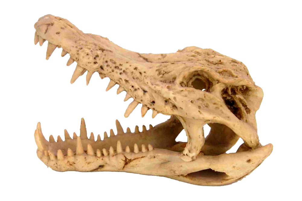 Crocodile skull aquarium ornament, 23x10x15 cm, adds unique style and hiding spots for fish in fresh or saltwater tanks.