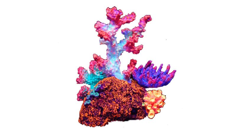 Vibrant 16cm coral ornament in flouro colors, enhancing aquarium decor and providing hiding spots for fish.