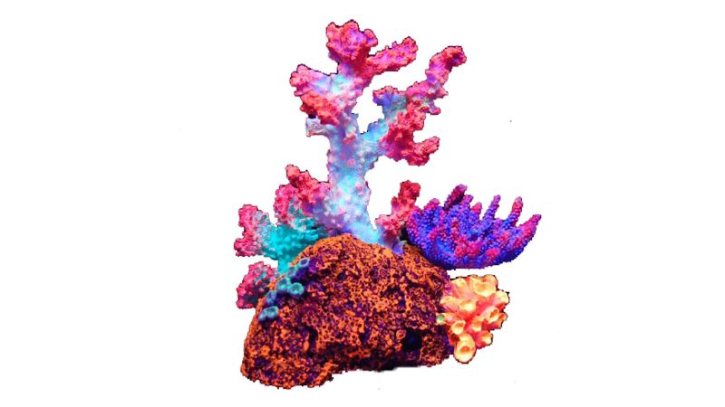 Aquatic Ornament - Coral Flouro (16cm)