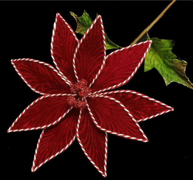 Single red poinsettia with white edges, perfect for festive decor, symbolizing good cheer and easy to maintain.