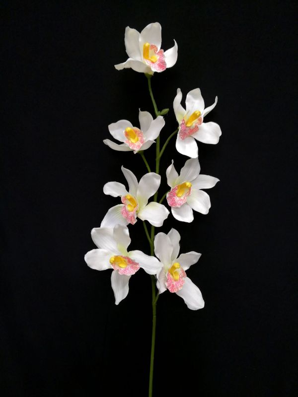 Elegant cream Cymbidium Orchid stem, ideal for home decor, special occasions, and thoughtful gifts.
