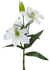 Realistic white Tiger Lily Spray, 420mm, perfect for home decor, showrooms, or weddings, adds freshness without maintenance.