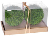 Lush green boxwood spheres in a decorative box, perfect for adding a natural touch to any decor style.