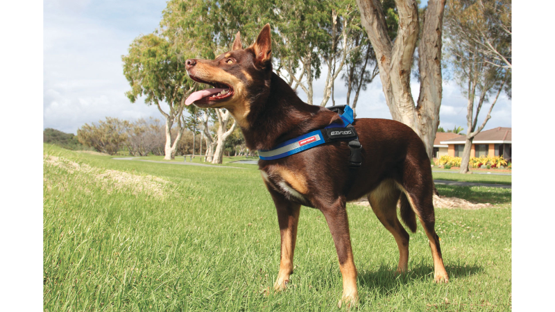 Purple ED Express XL Dog Harness designed for comfort and safety, featuring EVA padding, a grab handle, and reflective trim.