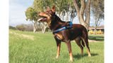 Purple ED Express XL Dog Harness designed for comfort and safety, featuring EVA padding, a grab handle, and reflective trim.