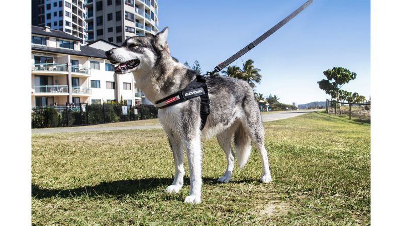 Vibrant red medium dog harness designed for comfort, featuring soft webbing, ergonomic fit, grab handle, and reflective trim.