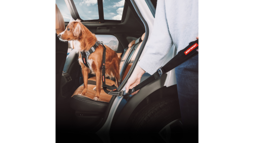 "ED Click Dog Leash (52cm) transforms seat belts into leashes with a safety buckle, padded handle, and accessory holder."