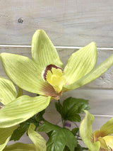 Lush green artificial Cymbidium orchid bush with realistic blooms, perfect for enhancing any indoor decor.