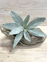 Lifelike Artificial Silver Carpet Lamb Ear plant, perfect for elegant and low-maintenance home decor enhancement.