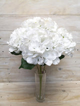 Lush Large White Hydrangea Bush with creamy blooms, perfect for elegant landscaping and enhancing outdoor spaces.