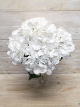 Lush Large White Hydrangea Bush with creamy blooms, perfect for enhancing gardens and creating serene outdoor spaces.