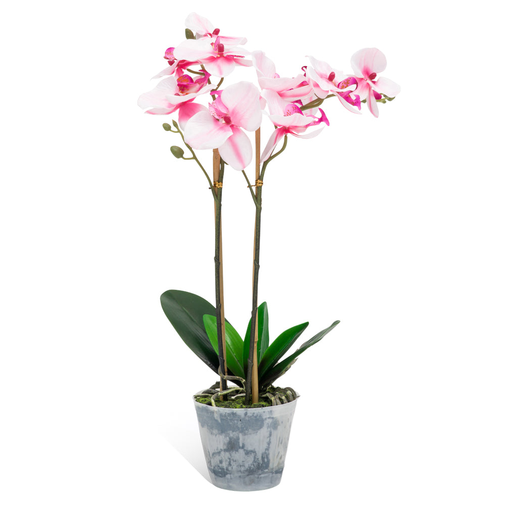 Pink and white artificial orchid in a 100mm wide vase, 500mm tall, ideal for adding a tropical touch to any space.