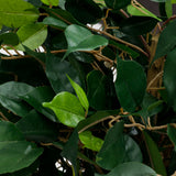 Realistic 1.1m tall artificial Ficus tree with a bent trunk and branches, perfect for hassle-free decoration.