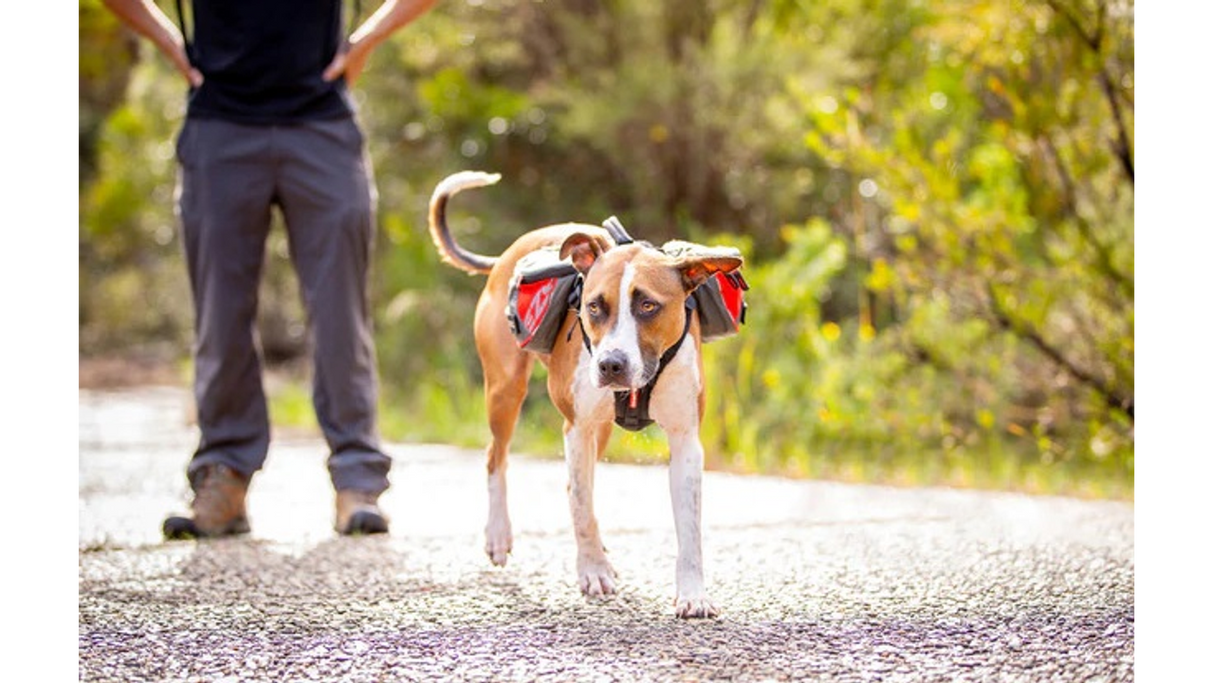 Large red ED Summit Backpack for Dogs features ripstop material, ergonomic fit, waterproof zippers, and reflective trim for safety.