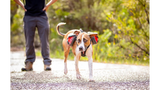 Large red ED Summit Backpack for Dogs features ripstop material, ergonomic fit, waterproof zippers, and reflective trim for safety.