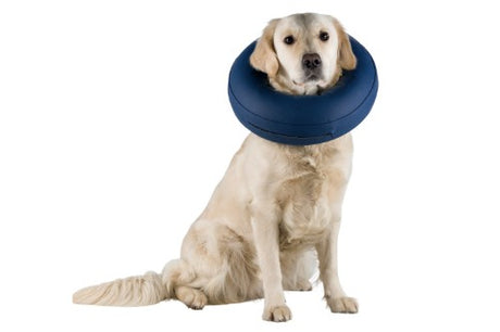 Inflatable dog collar XS for lick and bite protection, ensuring comfort and visibility during recovery for timid dogs.