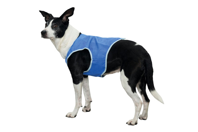 Dog Cooling Vest Trixie XS in vibrant blue, made from absorbent PVA to keep dogs cool through evaporation during hot days.