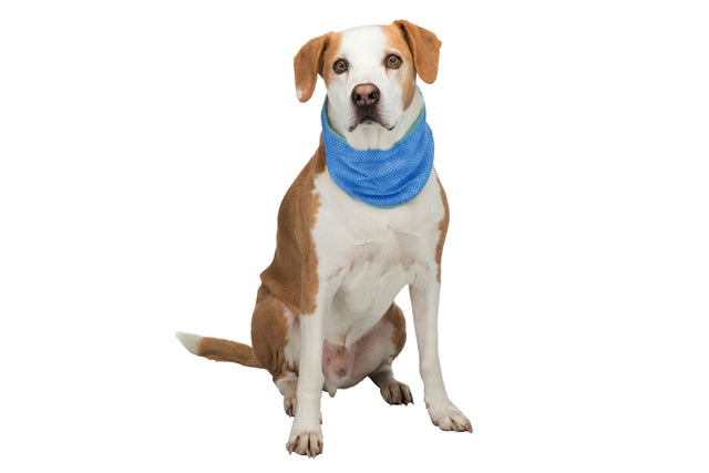 Blue Trixie Dog Cooling Bandana in size M (28x40cm) for effective cooling and comfort during warm days.