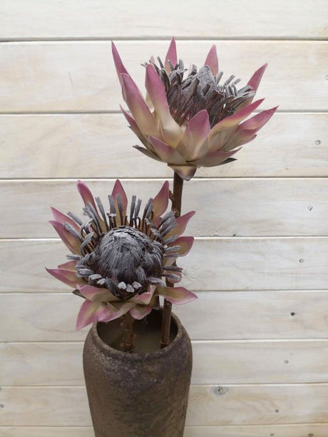 Artificial King Protea in dry look, 12 cm wide, 9 cm tall, 48 cm long; perfect for decor and floral arrangements.