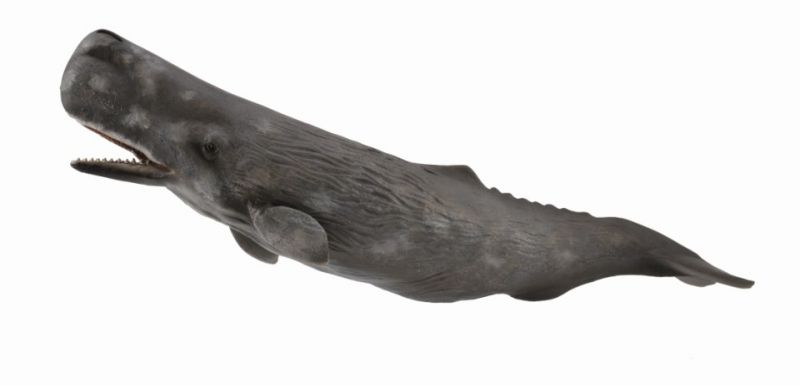 Lifelike Collecta sperm whale figurine, 23.8cm, showcasing detailed features of the largest toothed predator.