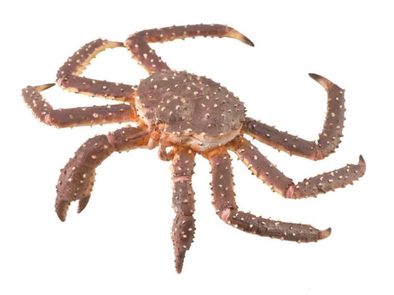 Collecta Figurine - King Crab XL (12.4cm)