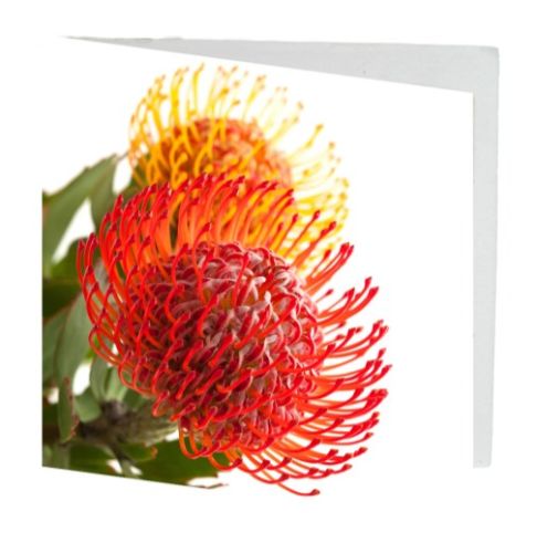 Square Gift Card - Red and Orange Proteas 12cm (Pack of 10)