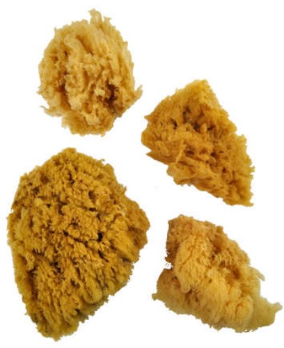 Yellow Royal Sponge Artist Brushes set featuring three small and one jumbo natural sponges for diverse painting techniques.