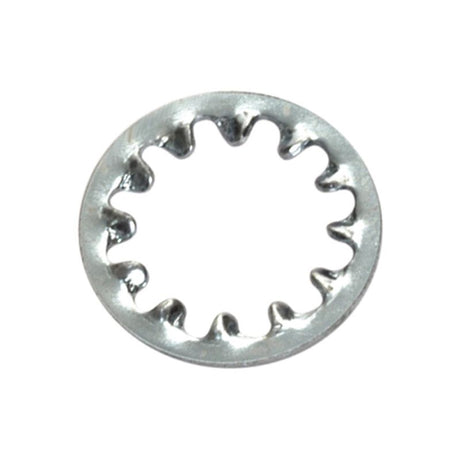 Champion 8mm internal star washers in a 50-pack, ideal for secure fastening in automotive and DIY projects.